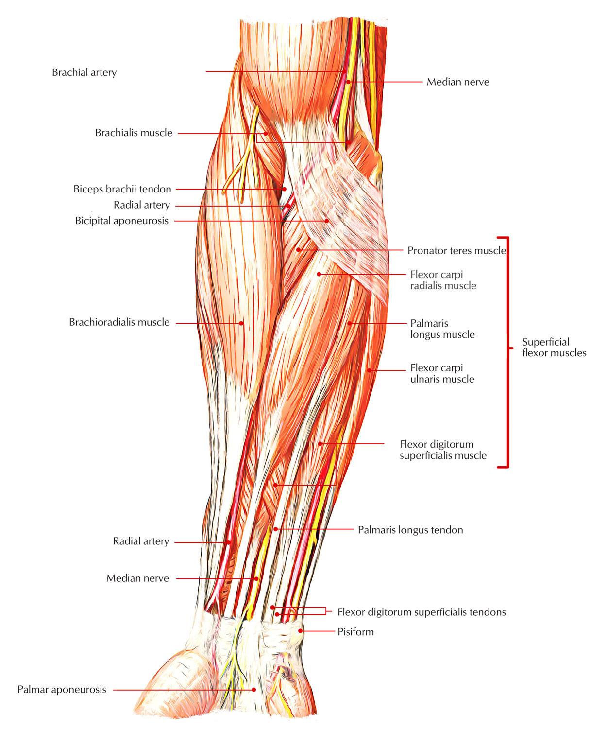 Palmaris Longus Muscle