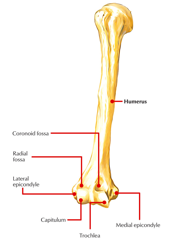 Radial fossa