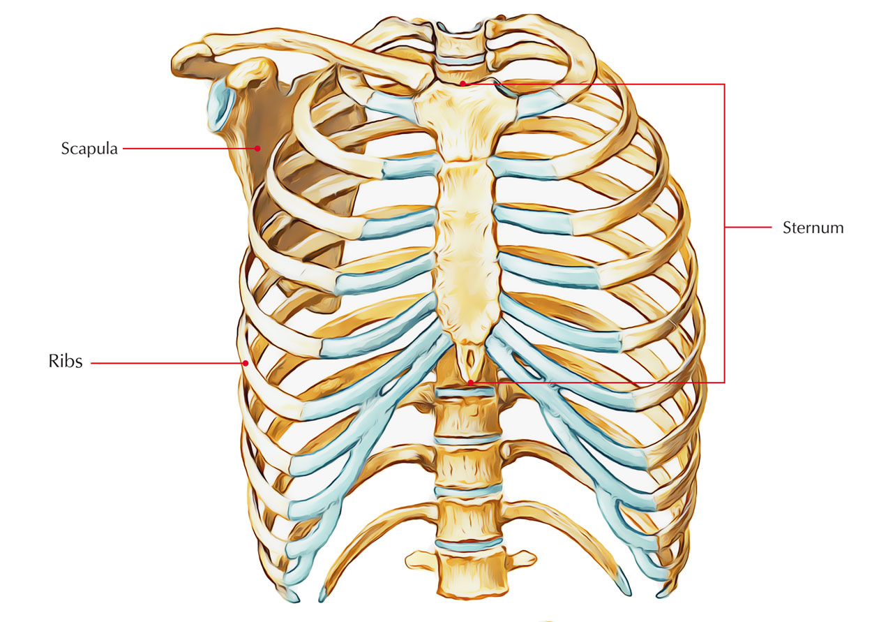 Location of Sternum