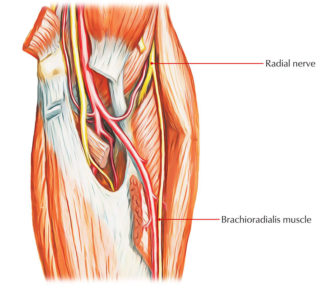 Nerve Supply of Brachioradialis