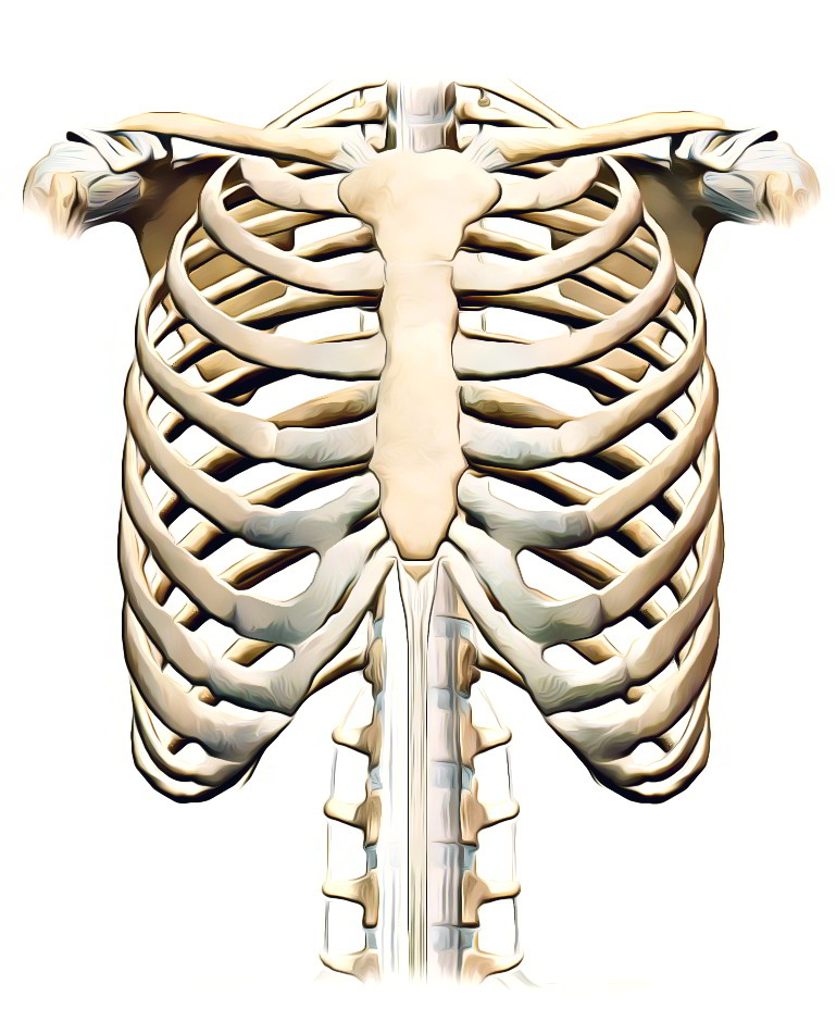 Rib Head Anatomy