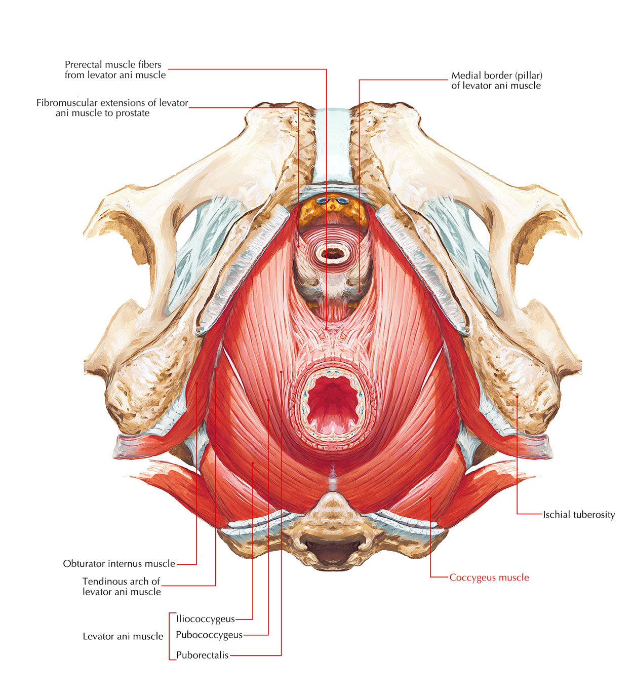 Muscles of the Pelvis: Coccygeus Muscle