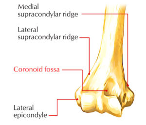 Essential Humerus Anatomy Mastering The Coronoid Fossa - obbl0yy
