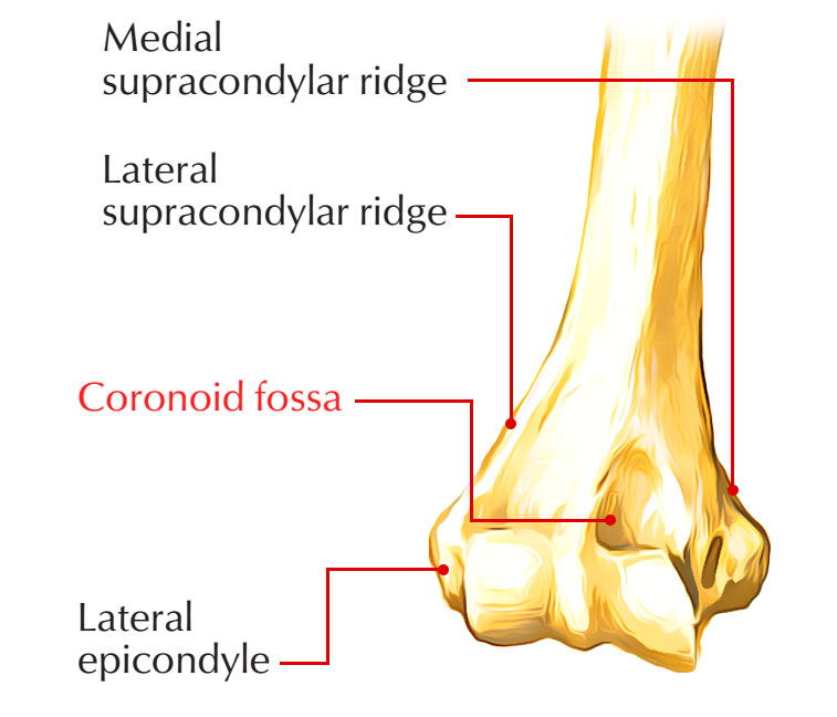 Coronoid Fossa