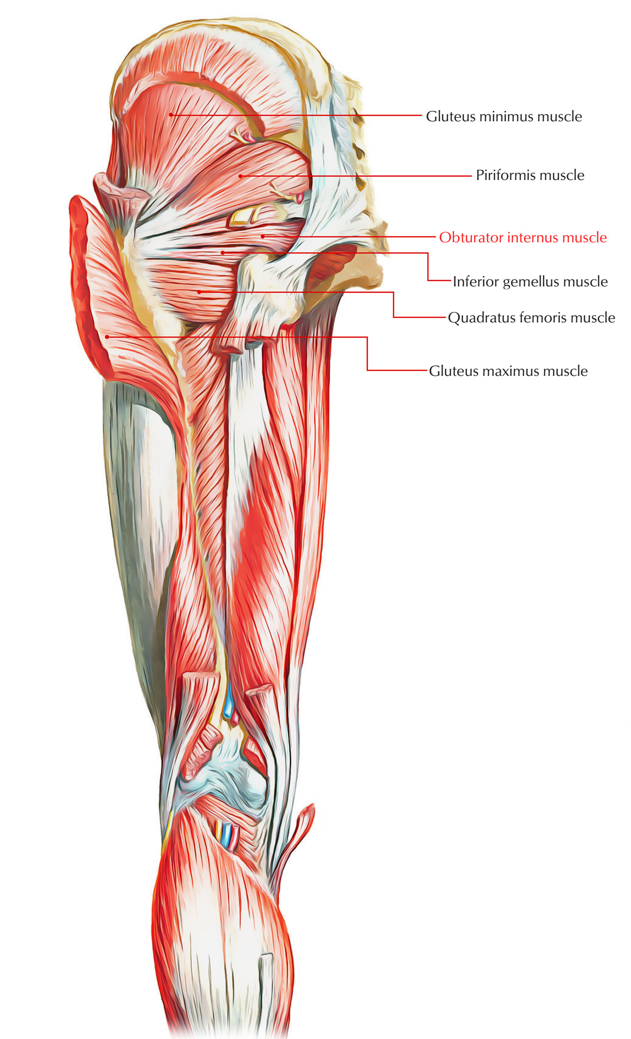 Muscles of the Pelvis: Obturator Internus 