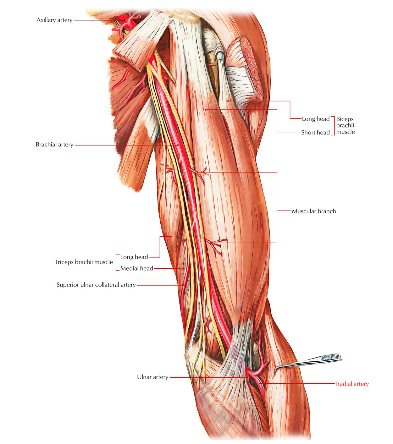 Arteries of the Upper Limb: Radial Artery