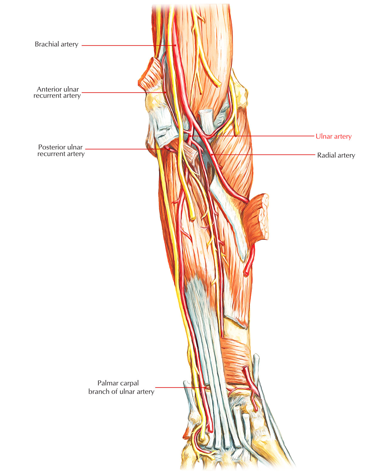 Arteries Of Upper Limb Flow Chart