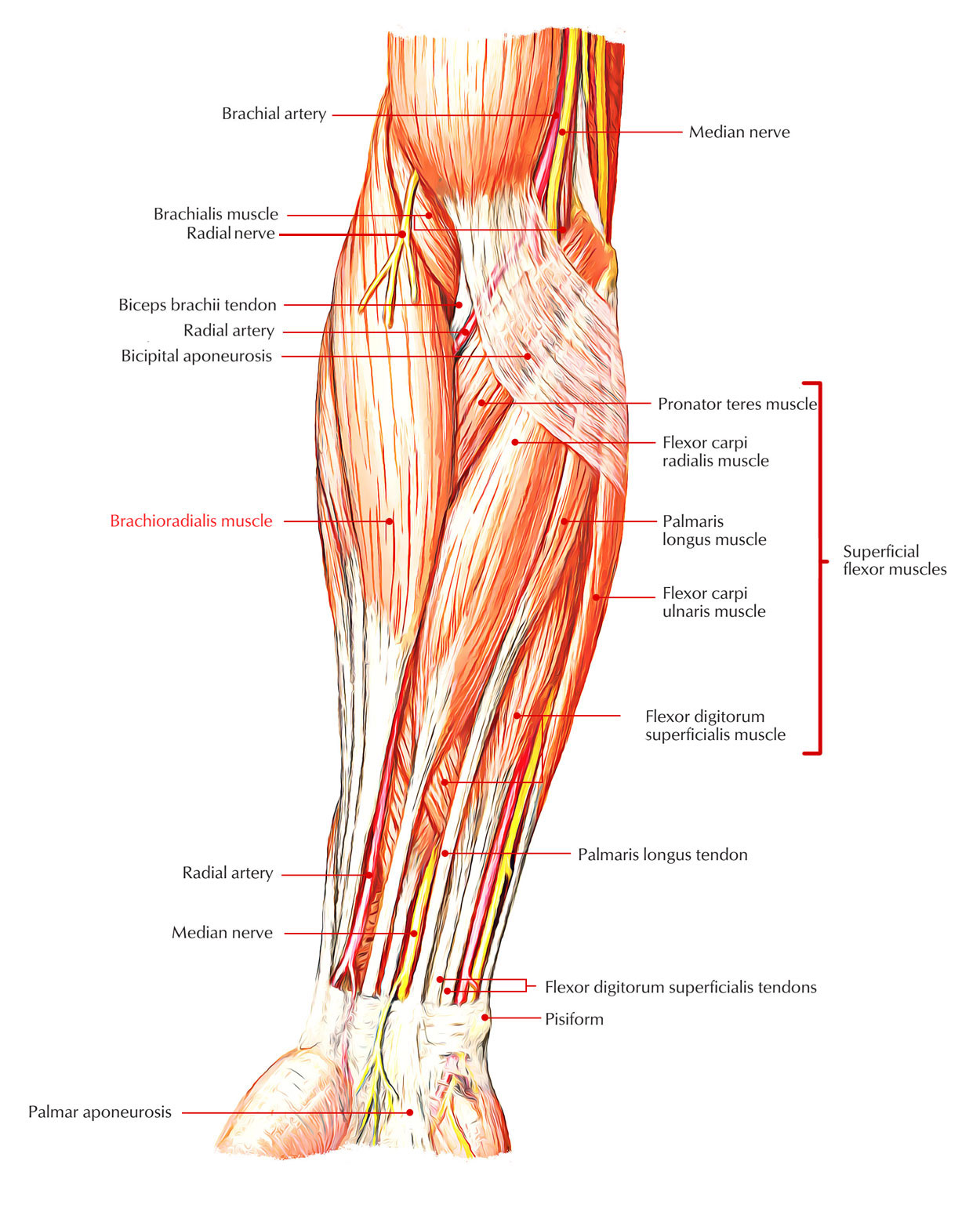 Brachioradialis