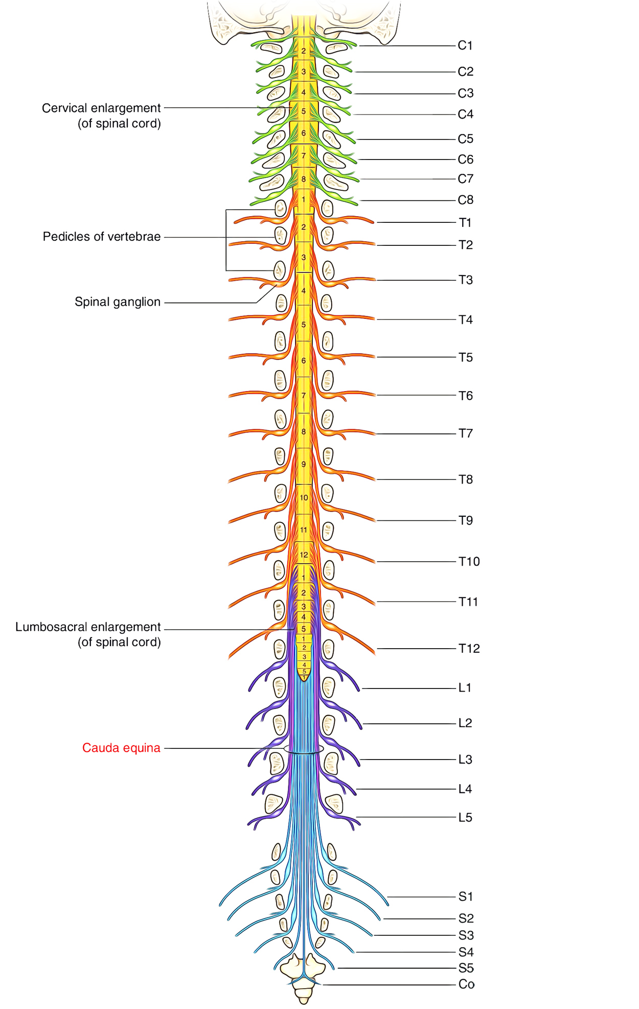 Cauda Equina