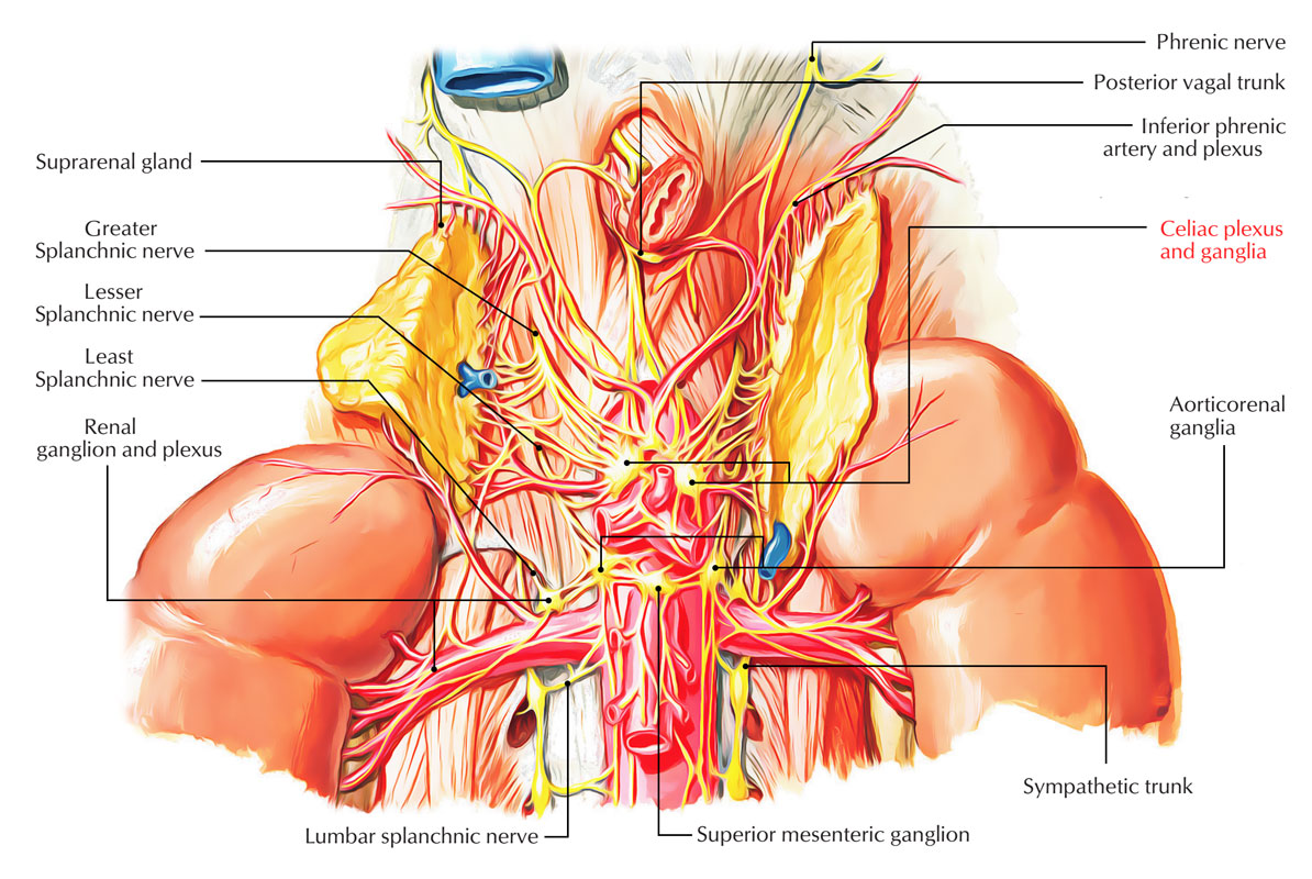 Solar Plexus Anatomy, Location & Function - Video & Lesson Transcript