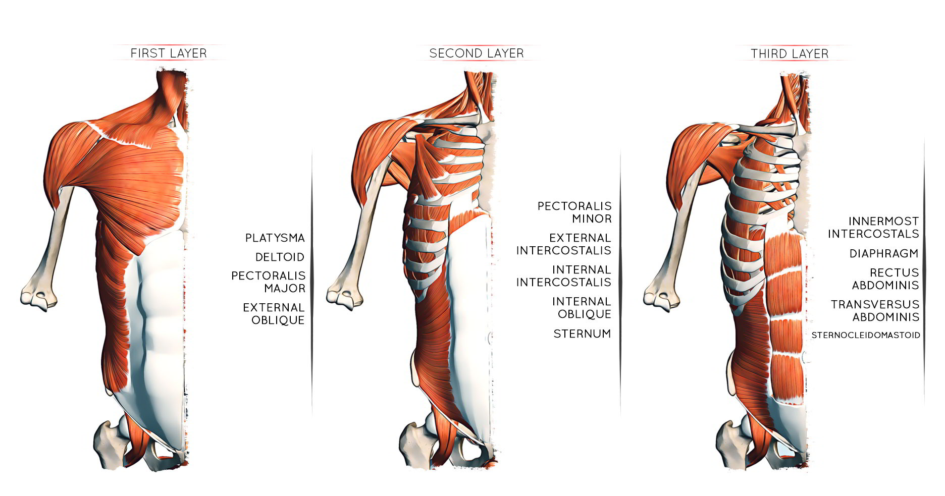 pectoral region
