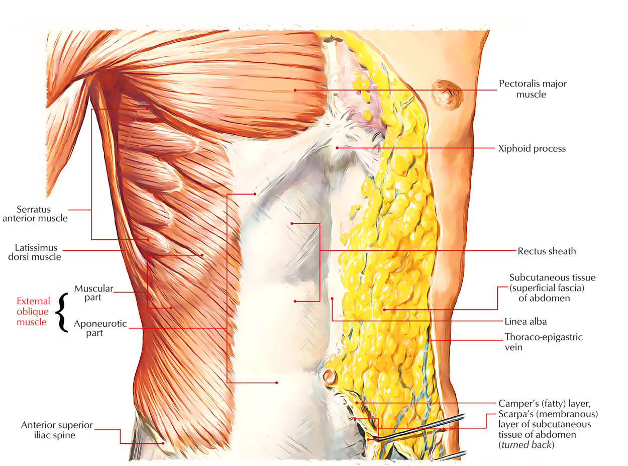 External Oblique