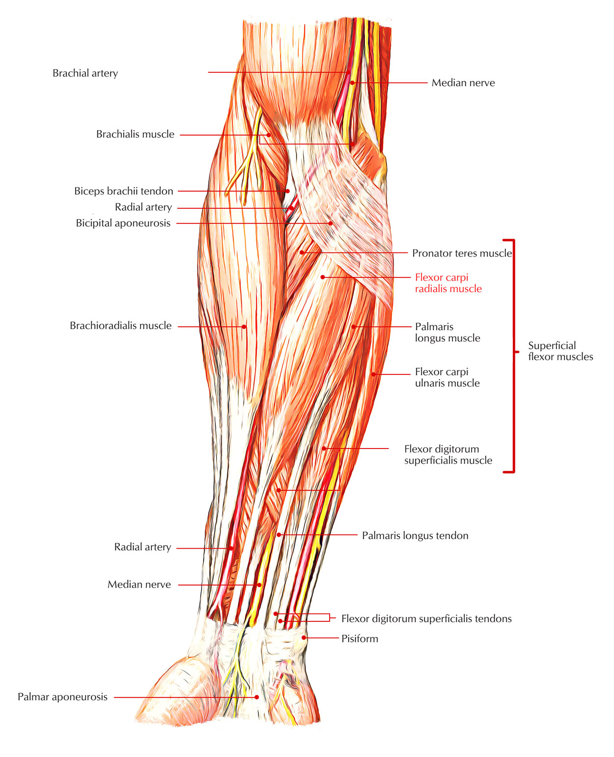 Easy Notes On 【Flexor Carpi Radialis】Learn in Just 3 Minutes! – Earth's Lab