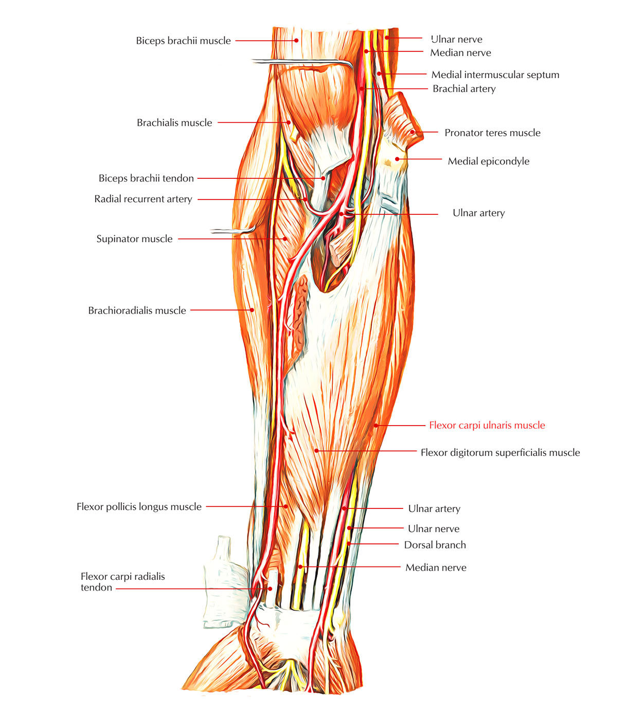 Flexor Carpi Ulnaris