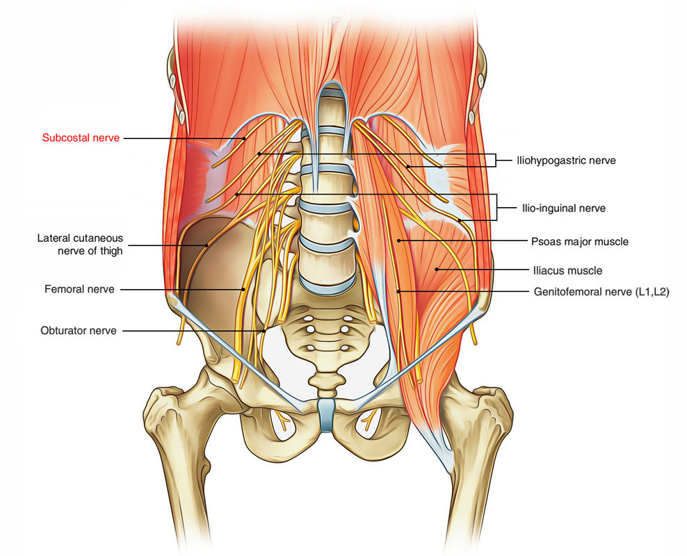 Subcostal Nerve