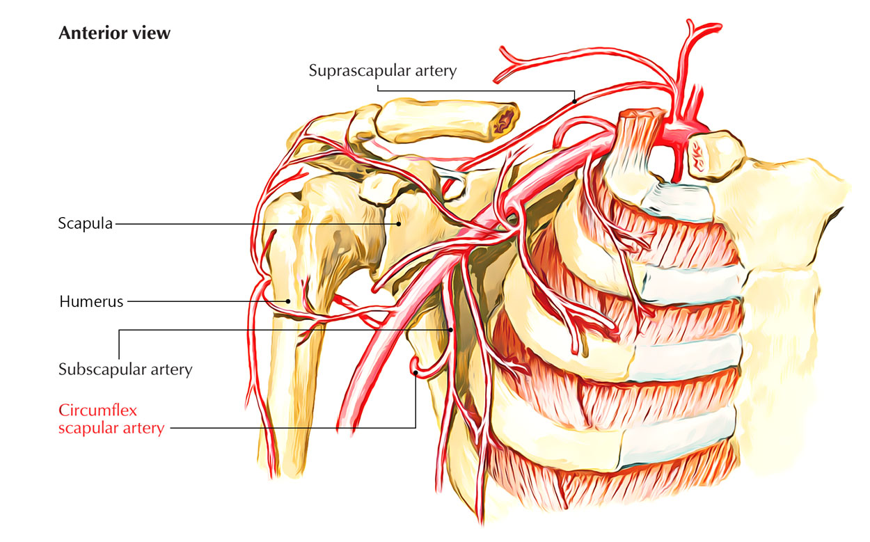 Easy Notes On 【Circumflex Scapular Artery】Learn in Just 3 Minutes