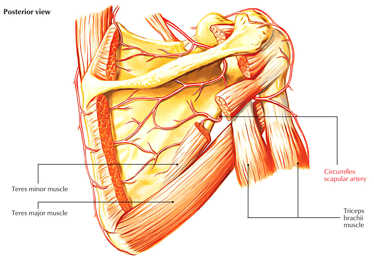 Circumflex Scapular Artery - Posterior View
