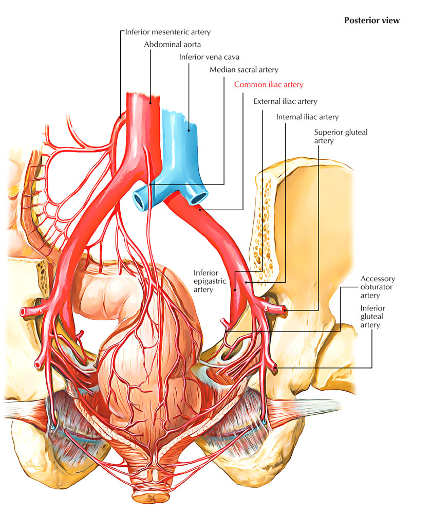 Easy Notes On 【Common Iliac Arteries】Learn in Just 3 Minutes! – Earth's Lab