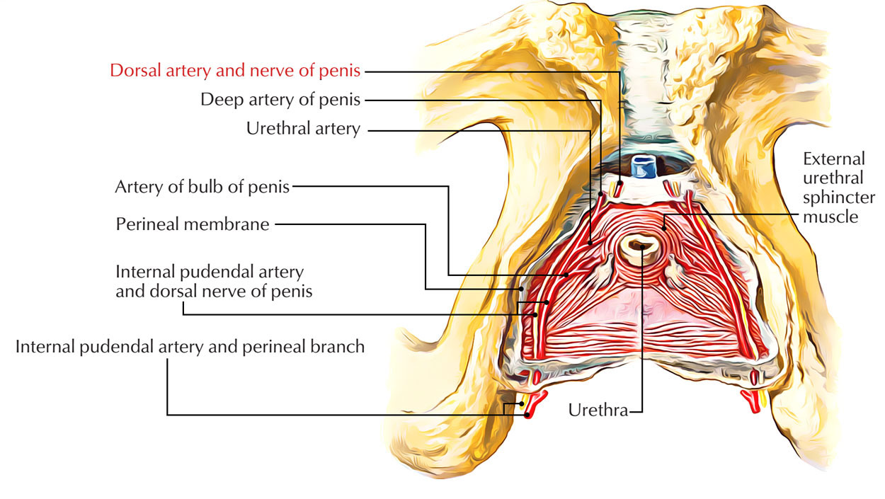 Dorsal artery of penis