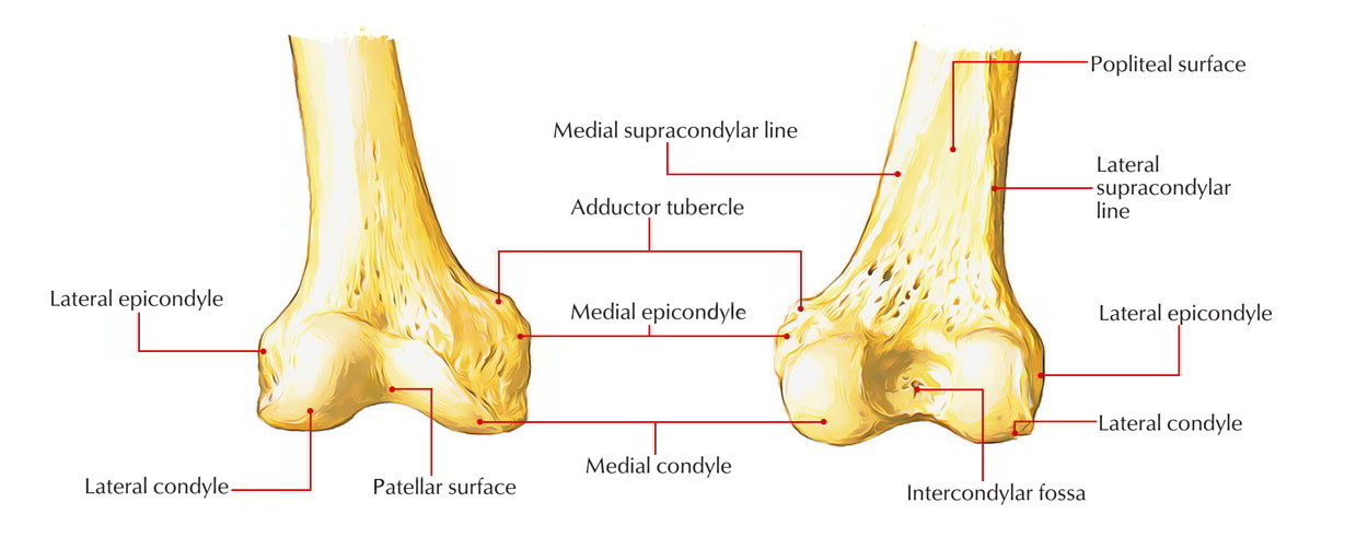 Lateral Condyle of Femur