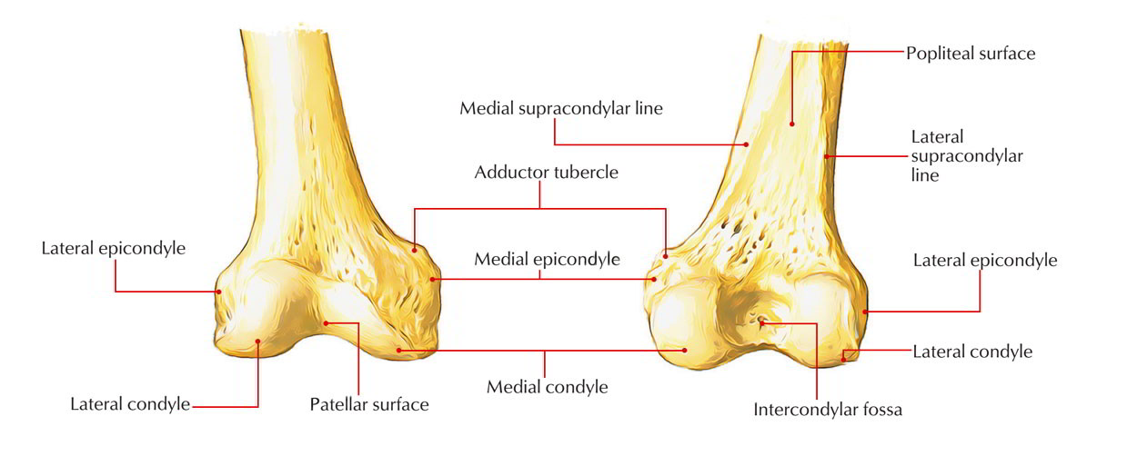 Medial Condyle of Femur