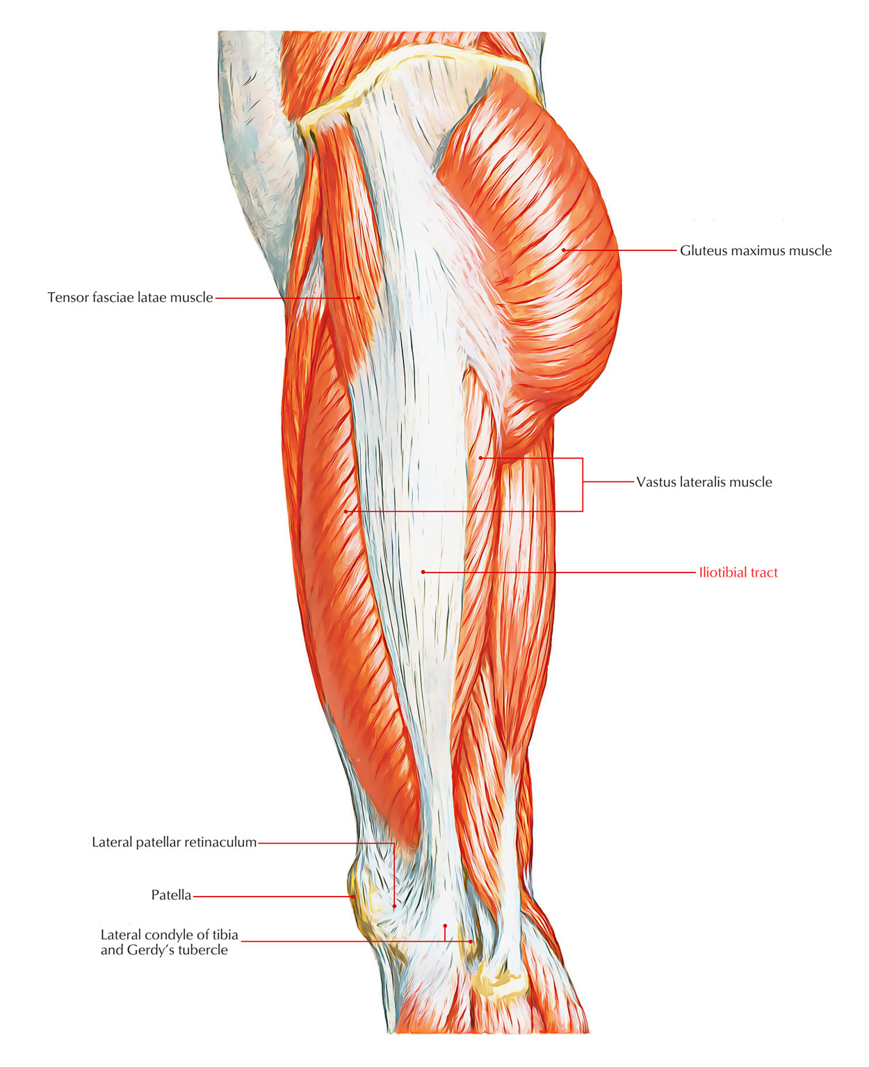 Iliotibial Band