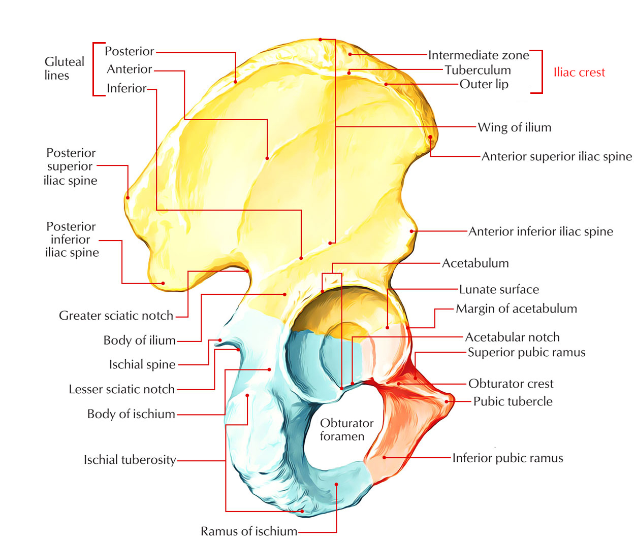 Iliac Crest Earths Lab