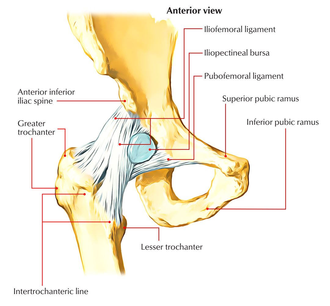 Iliofemoral Ligament