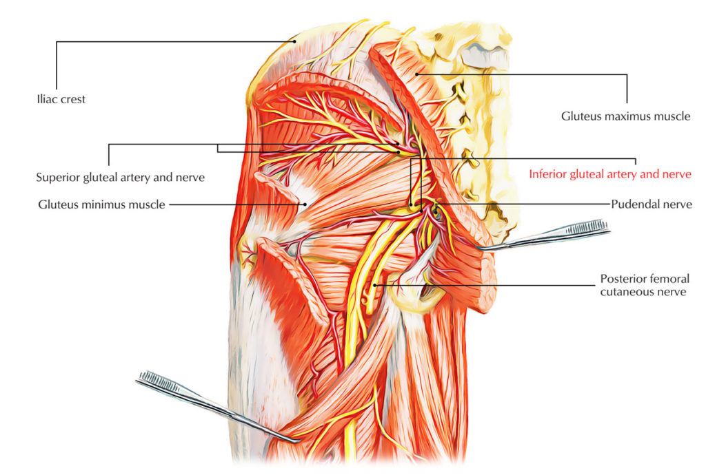 Easy Notes On 【Inferior Gluteal Artery】Learn in Just 3 Minutes! – Earth