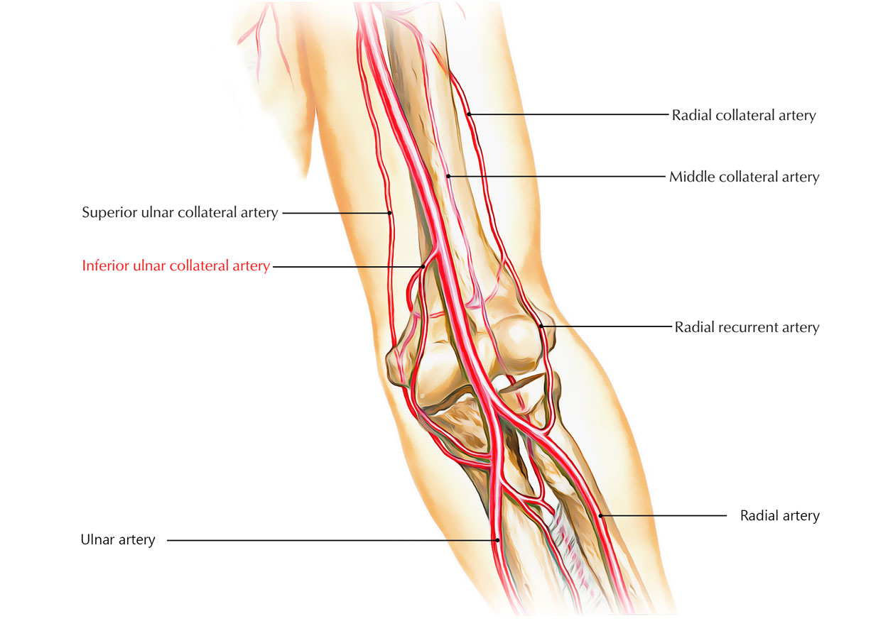 Inferior Ulnar Collateral Artery