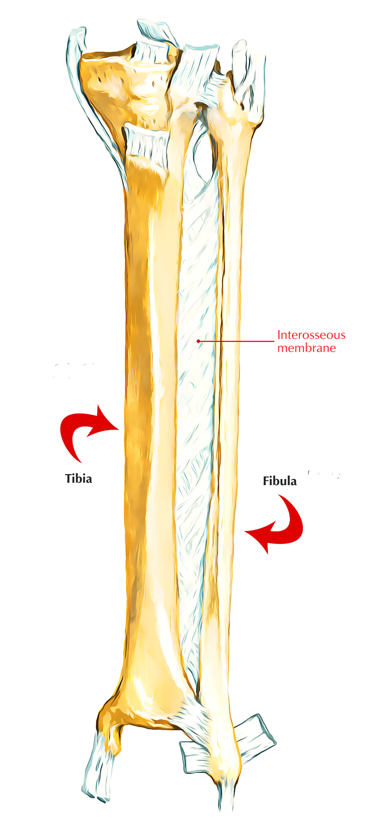 Interosseous membrane