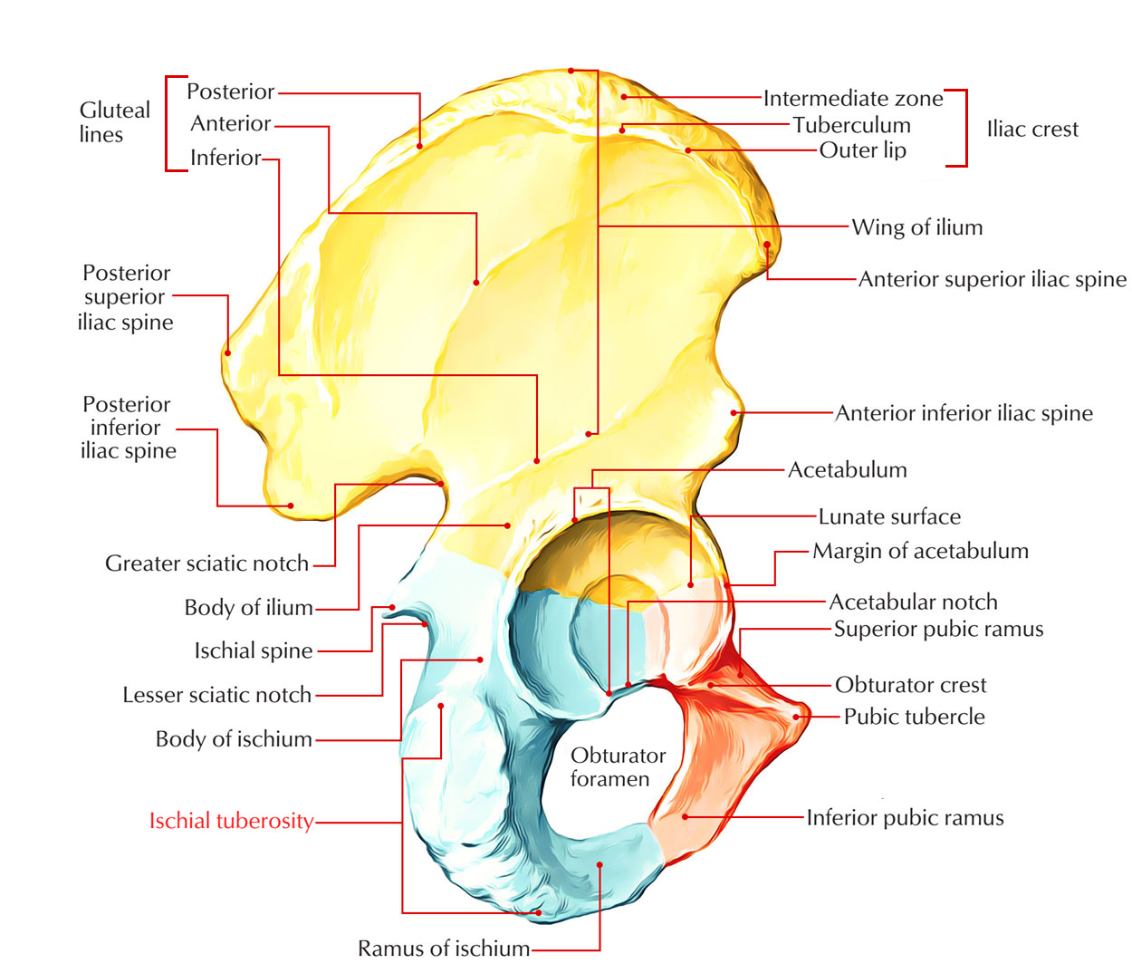 Ischial Tuberosity