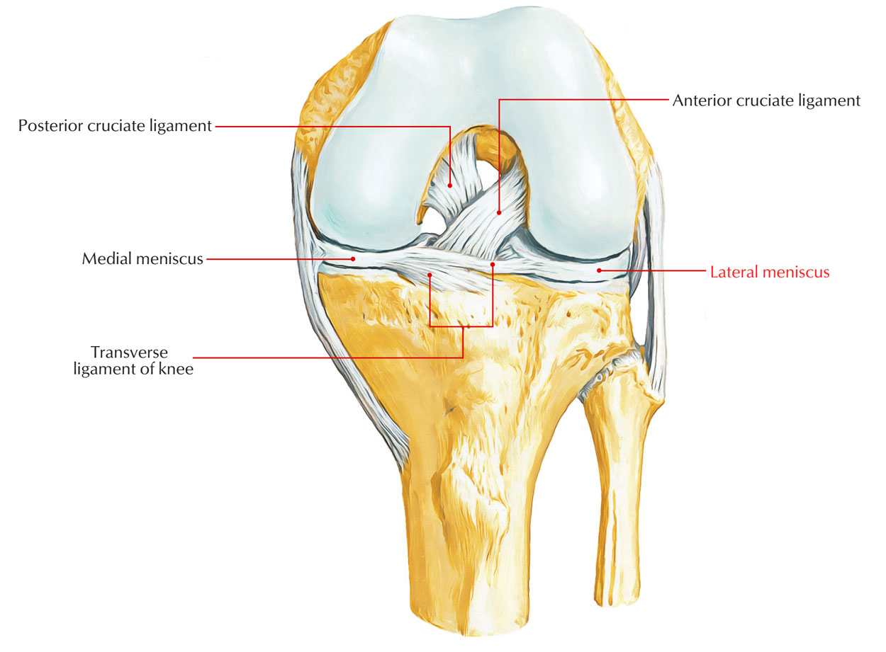 Lateral Meniscus