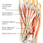 medial plantar nerve