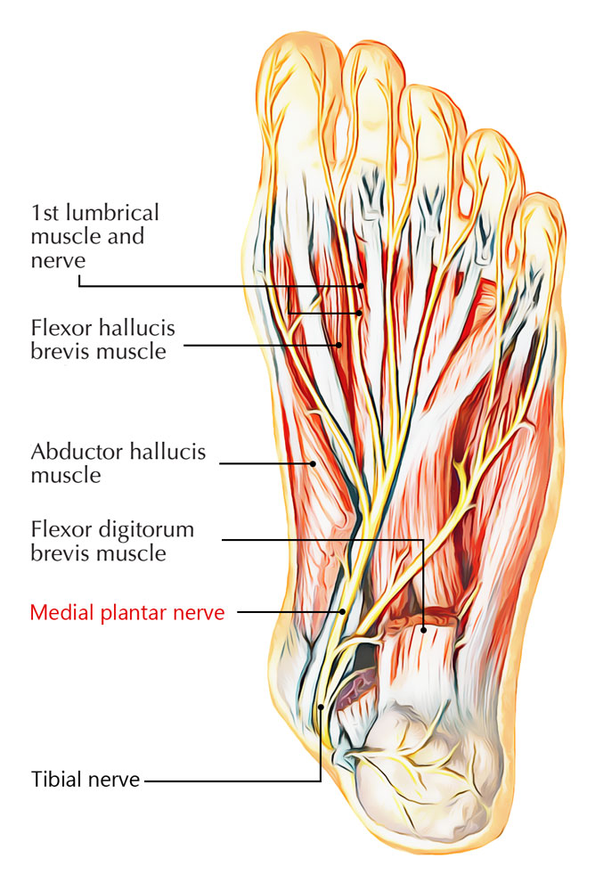 Imagen anatómica de la planta del pie, con la fascia plantar cortada. En ella se puede ver los diferentes músculos, nervios y arterias que se encuentran ubicadas en la planta del pie. 