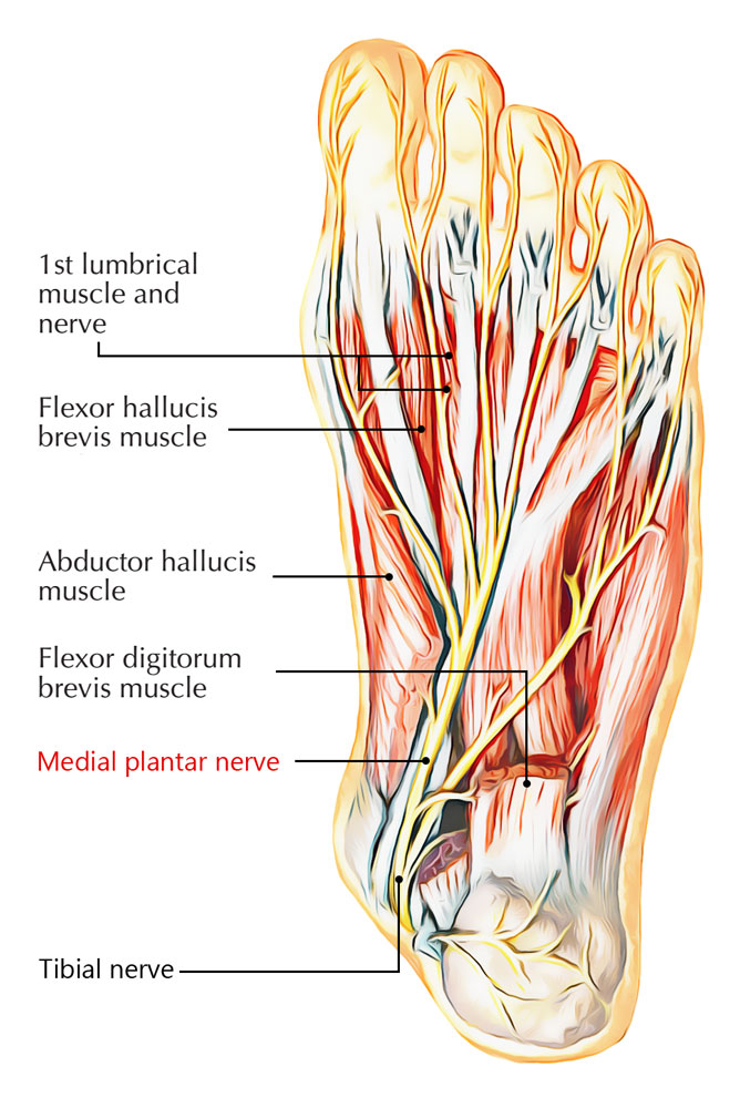 Medial Plantar Nerve – Earth's Lab