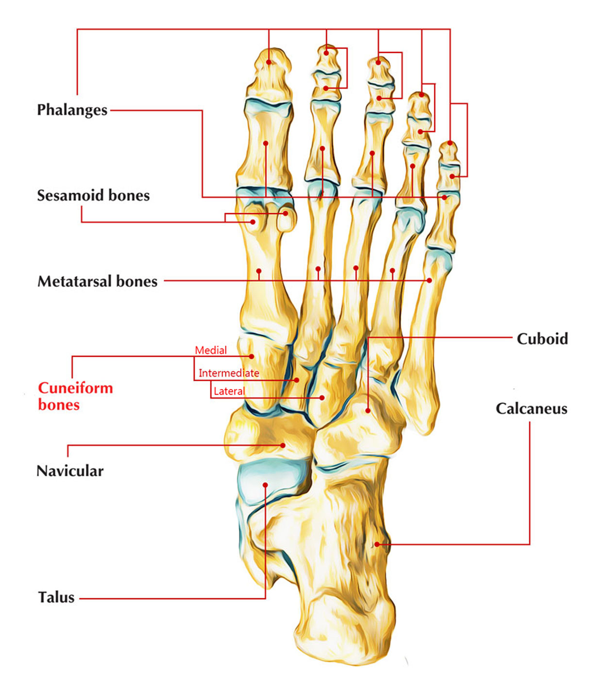 Lateral Cuneifrom