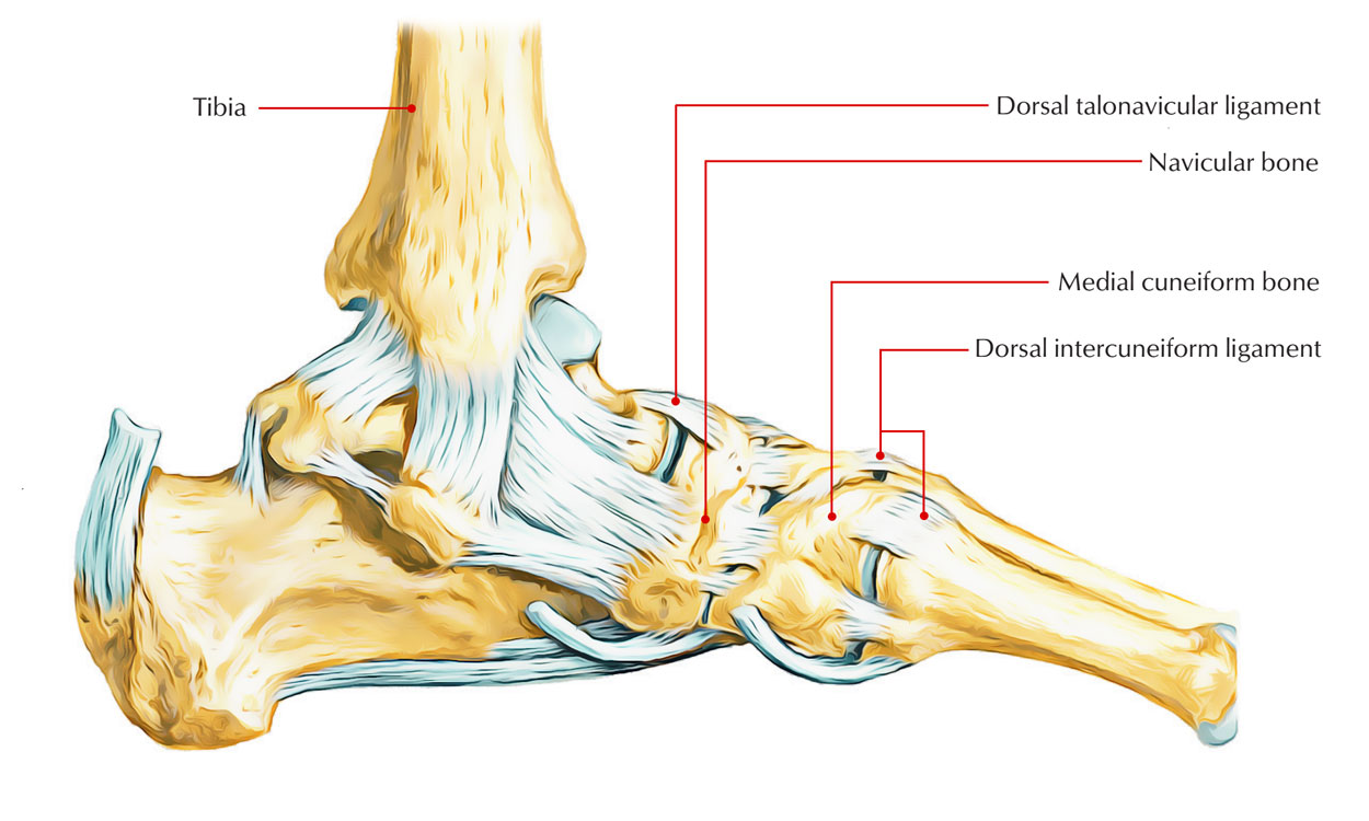 Navicular bone