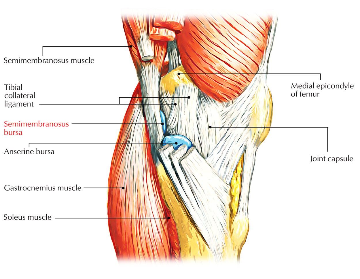 Semimembranosus Bursa