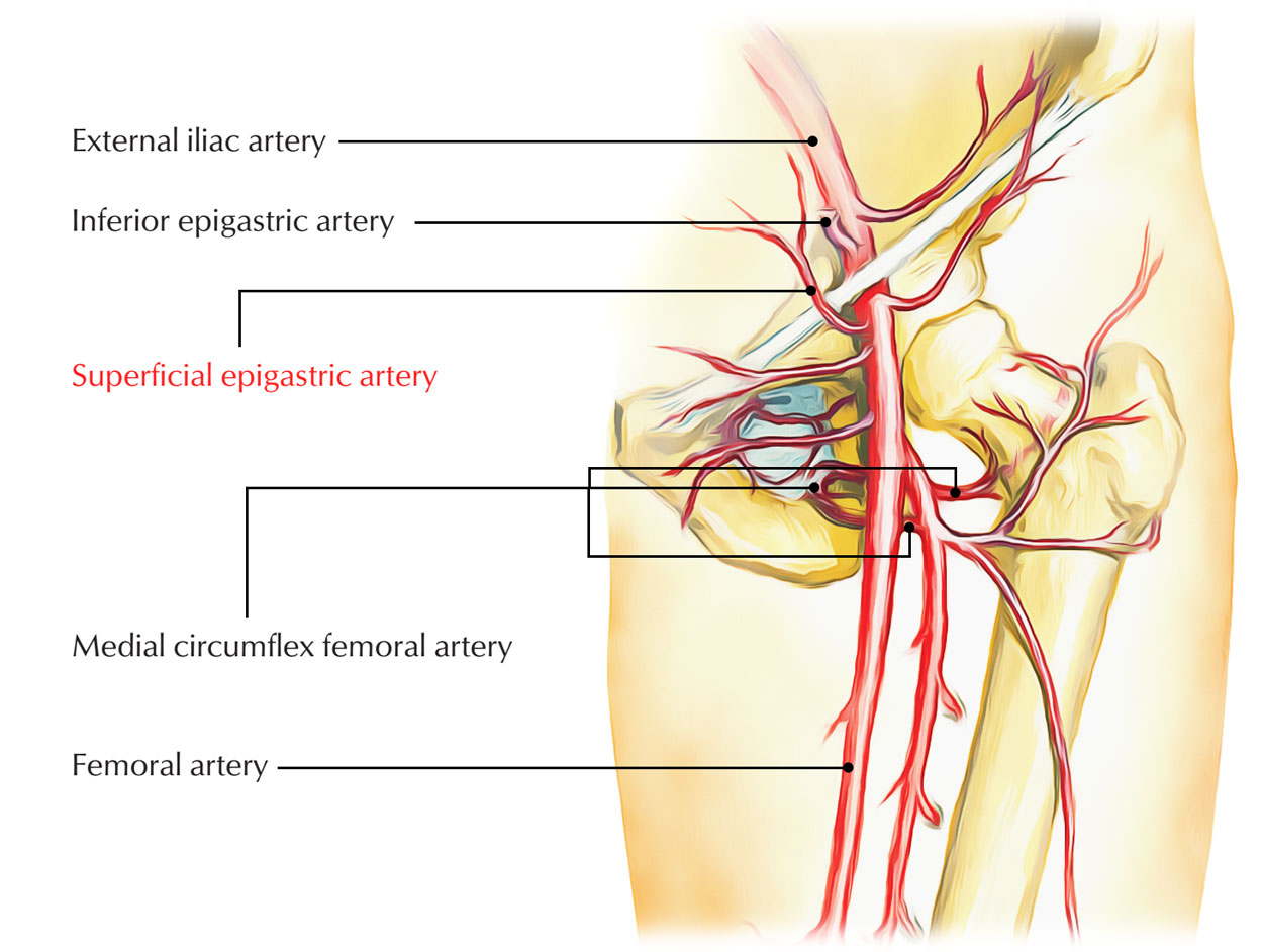 Superficial Epigastric Artery