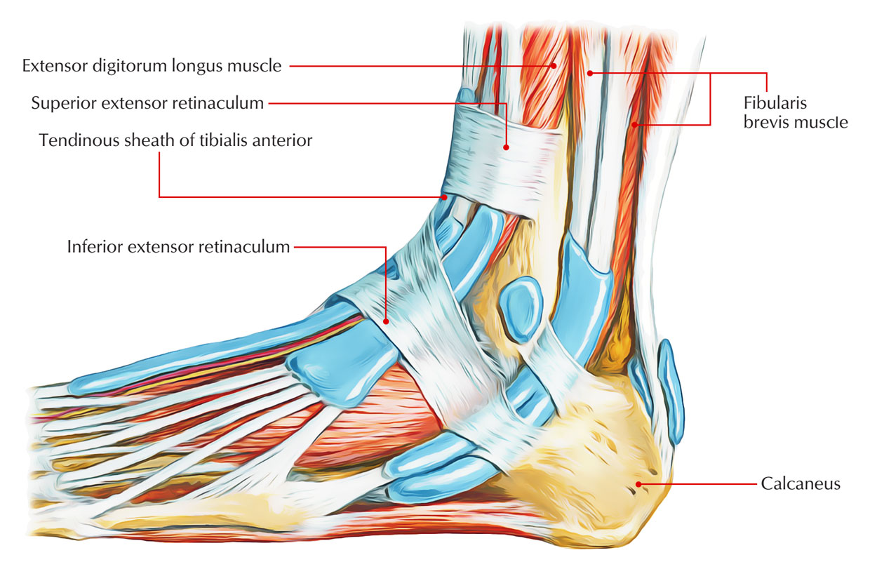 Superior Extensor Retinaculum