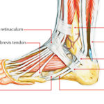 Superior Peroneal Retinaculum Earth S Lab<script async src=