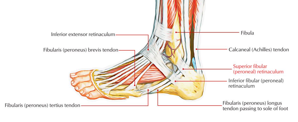 Superior Peroneal Retinaculum