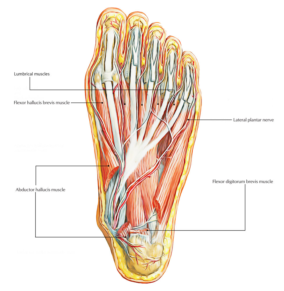 Easy Notes On 【Lateral Plantar Nerve】Learn in Just 3 Minutes! – Earth's Lab