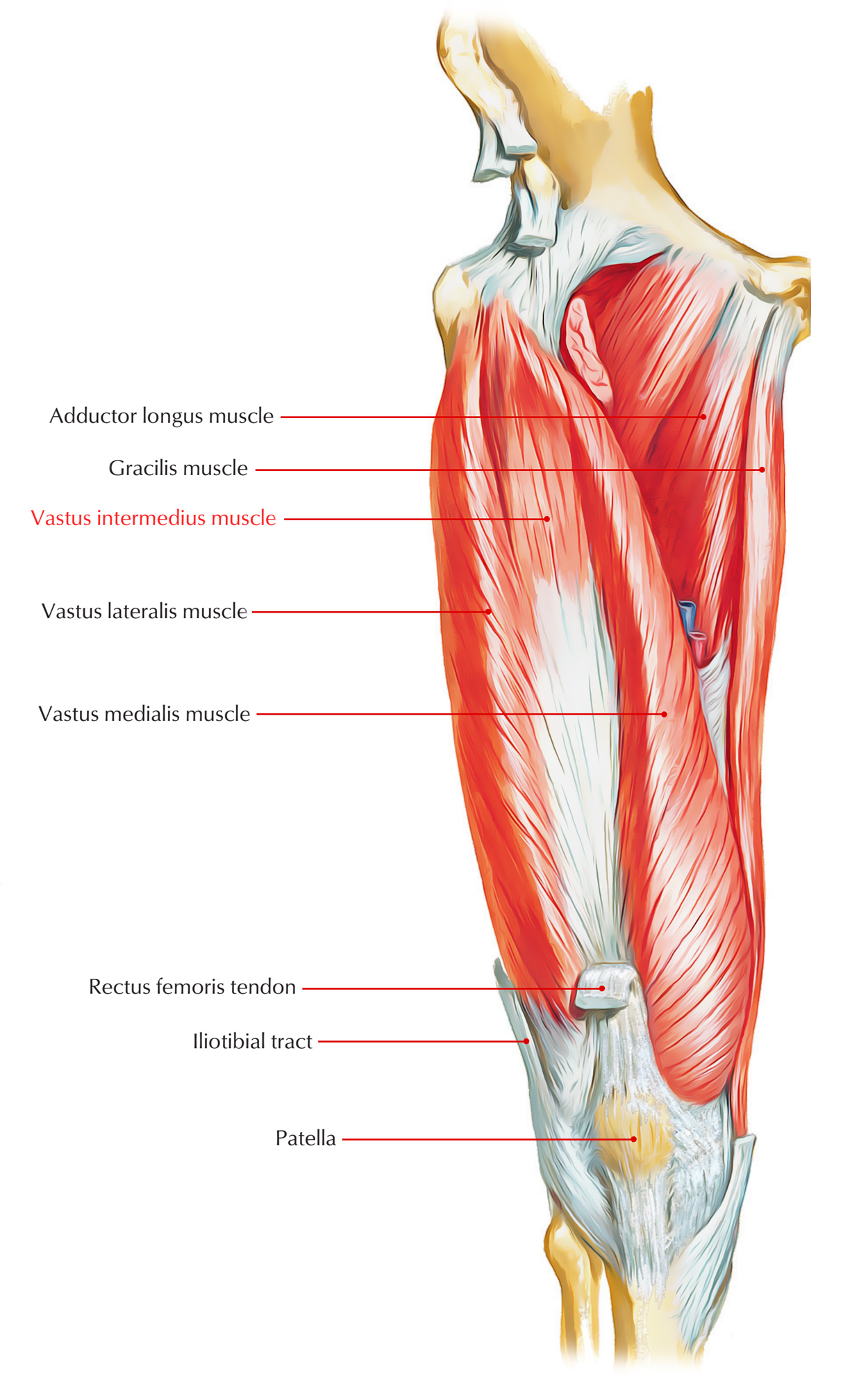 Vastus Intermedius Muscle