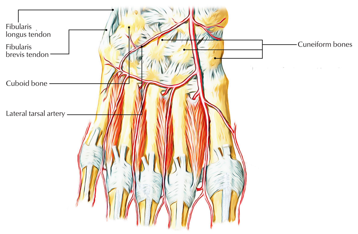 Cuboid Bone - Arterial Supply 
