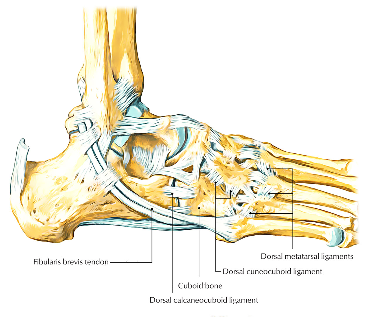 cuboid bone