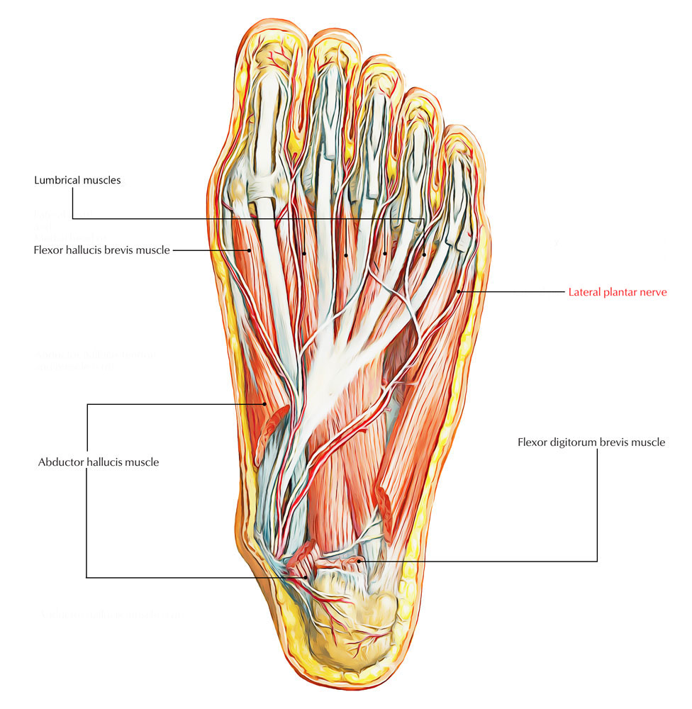 Lateral Plantar Nerve