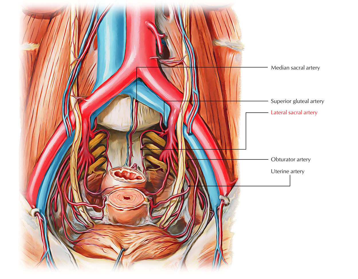 Lateral Sacral Artery