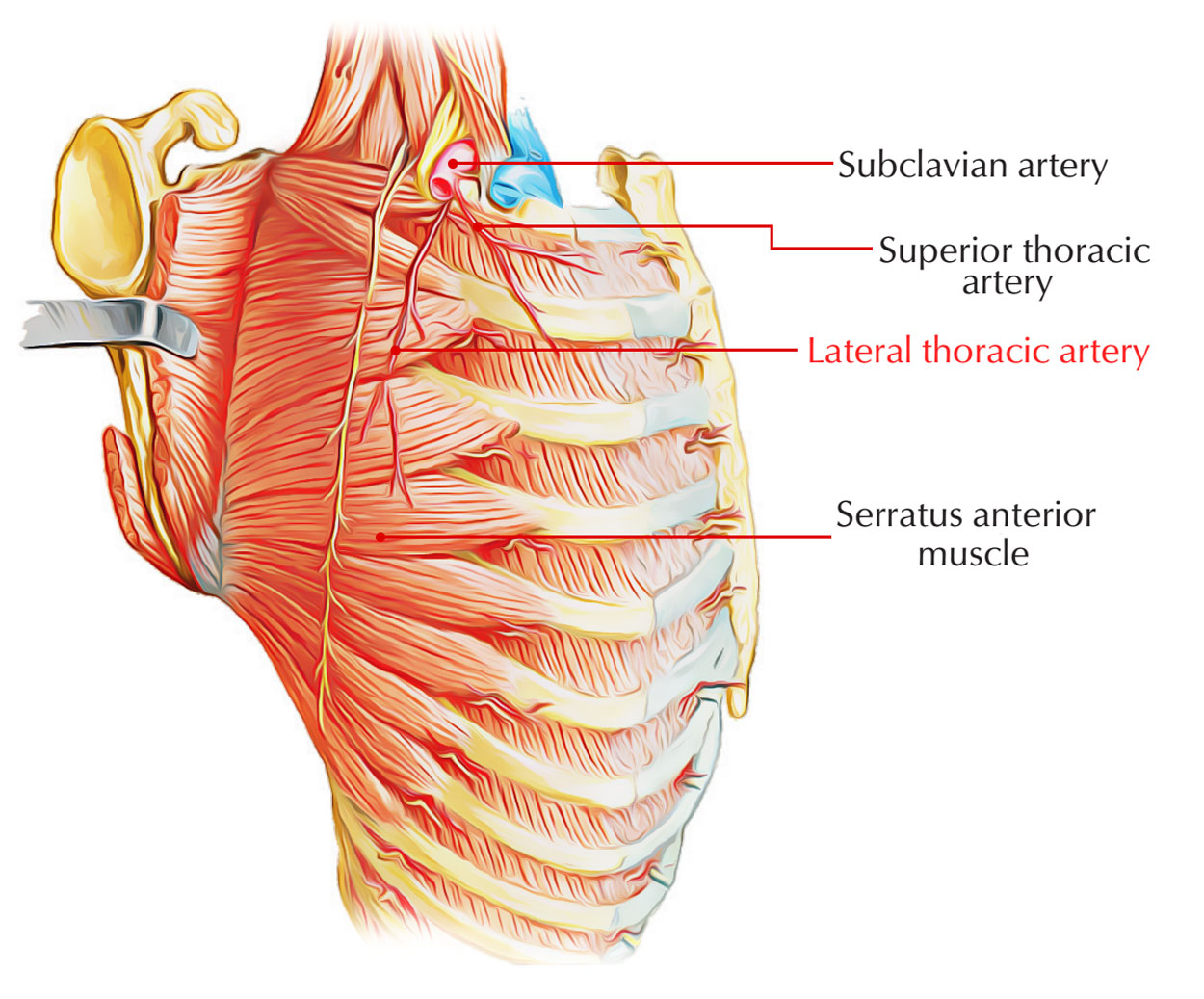 Lateral Thoracic Artery